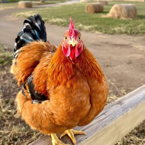 Poulet au détail