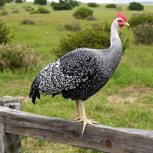 Pintade au détail